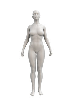 Female body anatomical illustration over a light background.