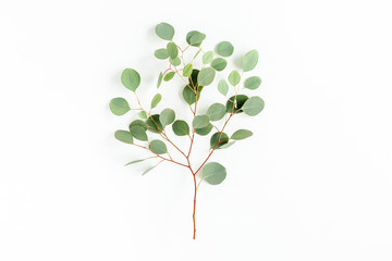 green branch eucalyptus on white background. flat lay, top view