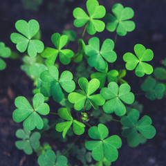 Close up of green fresh bright shamrock leaves on blurred dark background. Rural nature view....
