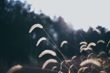 Beautiful tall plant in field in rural North Carolina with colorful bokeh