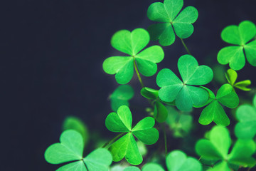 Close up of green fresh bright shamrock leaves on blurred dark background. Rural nature view....