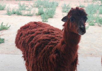 cute alpaca at the zoo.