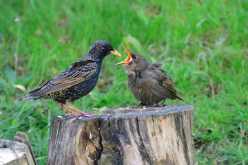 Junge Stare bei der Fütterung