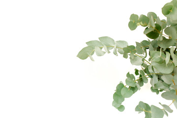 A bunch of twigs green eucalyptus in a glass jar on the table.