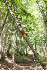 Fototapeta premium A tree with a signal of a long distance track in yellow and white 