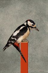 Buntspecht. Vogelportrait Nr.9