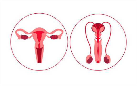 Human reproductive system. Male and female organs. Egg and sperm donation. In vitro fertilization. Vector illustration.