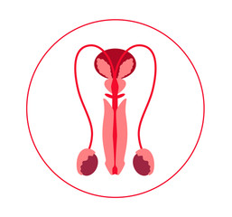 Fototapeta premium Male reproductive system. Man health. Reproduction. Sperm donation. In vitro fertilization. Vector illustration.