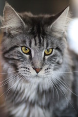 main coon