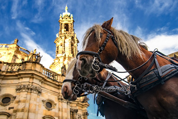 Naklejka na ściany i meble Pair of harnessed horses with Cathedral of Holy Trinity on background. Theaterplatz in Dresden, Germany. November 2019