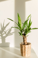 Fototapeta na wymiar Yucca palm in a straw pot and shadows on a white wall
