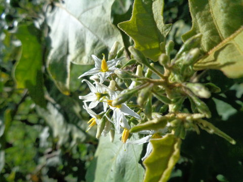 Solanum torvum or commonly called pokak eggplant and flowers. the smallest eggplant