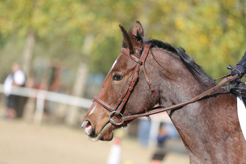 Head shot profile of a show jumper horse  on natural background