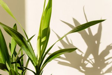 Yucca palm and shadows on a white wall