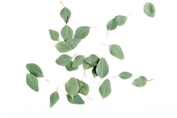 pattern texture with green leaves eucalyptus populus  isolated on white background. lay flat, top view