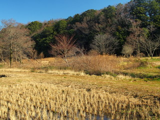 冬田のある里山風景
