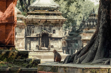 Hindu Shrine Pashupatinath Temple. Nepal, Kathmandu