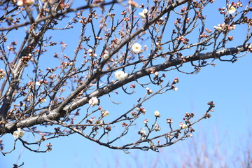 Early blooming Ume blossoms in the botanical garden.