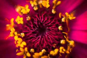 closeup of a flower