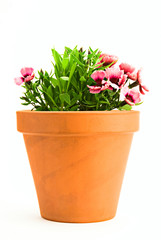 Garden flower pot with spring pink carnation isolated on white background