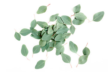 pattern texture with green leaves eucalyptus populus  isolated on white background. lay flat, top view