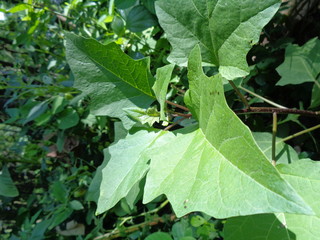 Datura metel L. (Datura metel var. Fastuosa (L.) Saff.) Flowers. thorn apple