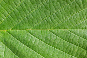 Green leaf as natural background