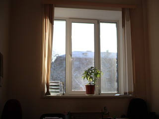 window with flowers