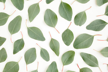 Pattern with green leaves eucalyptus populus isolated on white background. Flat lay, top view