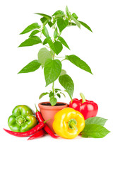 Pepper plant with white flowers growing in ceramic pot, sweet paprika and chili fruits on white background