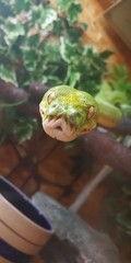 fish in aquarium