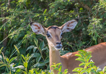 Portrait of a young impala ewe in the Kruger National Park in South Africa image in horizontal format