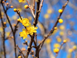 咲き始めたロウバイの花と青空