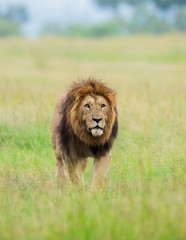 Obraz na płótnie Canvas Male Lion Great Caesar from Notches seen near Mara River, Masai Mara, Kenya, Africa
