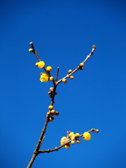 咲き始めたロウバイの花と青空