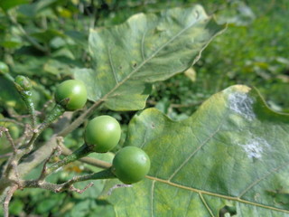 Obraz premium Solanum torvum or commonly called pokak eggplant and flowers. the smallest eggplant