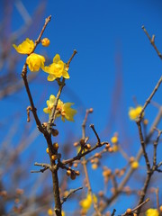 咲き始めたロウバイの花と青空