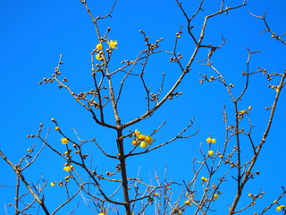 咲き始めたロウバイの花と青空