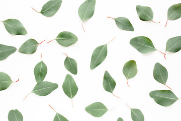 pattern texture with green leaves eucalyptus populus  isolated on white background. lay flat, top view