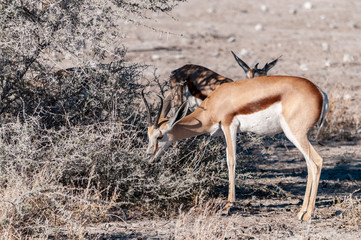 Two Impalas -Aepyceros melampus- grazing on the plains of Etosha National Park, Namibia.
