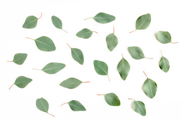 Pattern with green leaves eucalyptus populus isolated on white background. Flat lay, top view