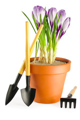 Blooming violet crocuses in terracotta frower pot and garden tools on white background