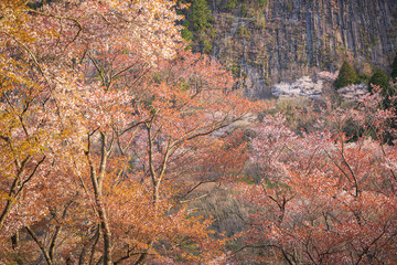 山桜と屏風岩