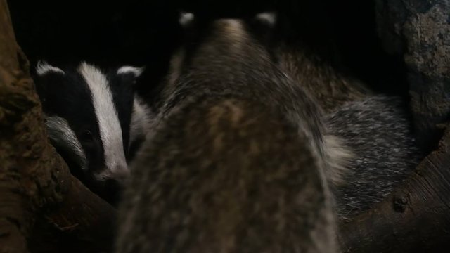 Two European badgers (Meles meles) entering den / sett / burrow with sleeping juveniles in forest