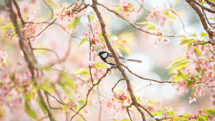 桜の枝に留まるシジュウカラ