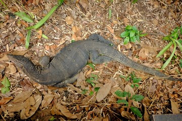 In selective focus a tropical water monitor sitting on dried leaves at the ground floor