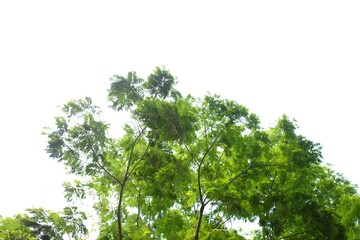 Tropical tree with leaves branches and sun light on white isolated background for green foliage backdrop