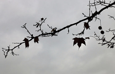 A branch with leaves and cloudy day