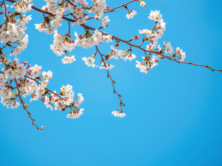 山梨県 勝沼ぶどう郷の甚六桜