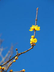 咲き始めたロウバイの花と青空